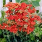 Walter Funcke soarba comună - flori roșii
