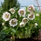 Doppia rosa quaresimale maculata bianca di Ellen