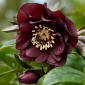 Double Ellen Purple Lenten rose