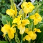 Žlutá canna lilie