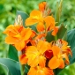 Oranžová canna lilie