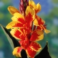 Yellow-Red canna lily