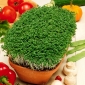 Semințe de Cress (Sprouts) - 4500 de semințe - Lepidium sativum