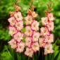 Gladiolus Priscilla - 5 kvetinové cibule