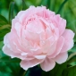 Svijetlo ružičasti božur - sadnica