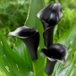Black calla lily (Zantedeschia)