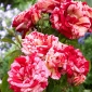 Sarkanbaltsvītrainā daudzfloras roze (Polyantha) - stāds - 