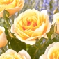 Čajna multiflora vrtnica (Polyantha) - sadika - 