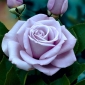 "Dr Blue" großblütige Rose (Grandiflora) - Sämling - 