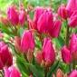 Tulpės Happy Family - pakuotėje yra 5 vnt - Tulipa Happy Family