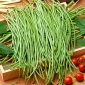 Sementes de feijão-de-corda - Vigna sinensis - 60 sementes