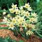 Turkestanica tulip - Tulip Turkestanica - 5 луковици - Tulipa Turkestanica