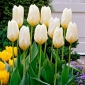 Purissima tulipán de bajo crecimiento - 5 piezas