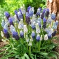 Grape hyacinth selection - Muscari Mix - 10 pcs