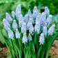 Valerie Finnis hroznový hyacint - 10 ks
