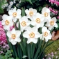 Tommy's White daffodil - 5 pcs