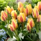 Tulipe City Flower - 5 pcs