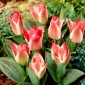 Zar Pietro tulipano - 5 pz