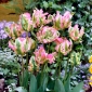 Tulipe Vague Verte - 5 pcs
