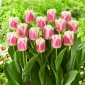 Havajský tulipán - 5 ks