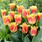 Joint Devision tulipe - 5 pcs