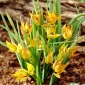 Tulipa botânica Orphanidea Flava - 5 unidades