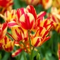 Wonder Club tulipan - 5 kom