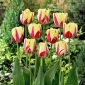 Tulipano World Expression - 5 pz