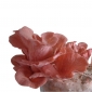 Розова гъба - Pleurotus djamor