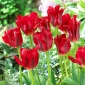 Tulipán Springgreen Rojo - 5 uds