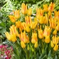 Tulipano Royal Georgette - 5 pz