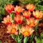 Shakespearův tulipán - 5 ks.