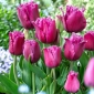 Putnički tulipan - 5 kom
