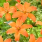 Mandarin Star siitepölytön lilja, täydellinen maljakoihin
