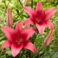 Pink County Asiatic lily