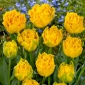Tulipe Mon Amour - 5 pieces