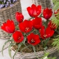 Tulipa da montanha Tulipa wilsoniana - 5 unidades