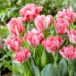 Crispion Sweet tulip - 5 tk
