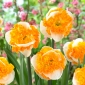 Swirl daffodil - 3 pcs