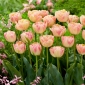 Tulipa Creme Upstar - 5 unidades