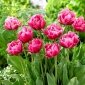 Tulipa camafeu rosa - 5 peças