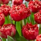 Katarski tulipan - 5 kosov