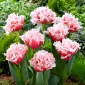 Tulipa de Queensland - 5 unidades