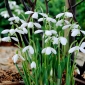 Campanilla blanca de flores múltiples de Sam Arnott