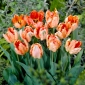 Apricot Parrot tulip - 5 pcs