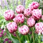 Dazzling Desire tulipan - 5 stk.