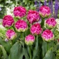 Wicked in Pink tulipan - 5 stk