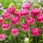 Tulipán ružovej veľkosti - 5 ks