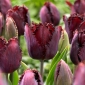 Tulipa Black Jewel - 5 peças