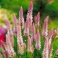Celosie Spicata - 360 graines - Celosia spicata